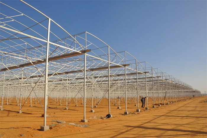 Saw Greenhouse Saw Greenhouse