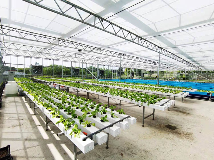 vegetable greenhouses