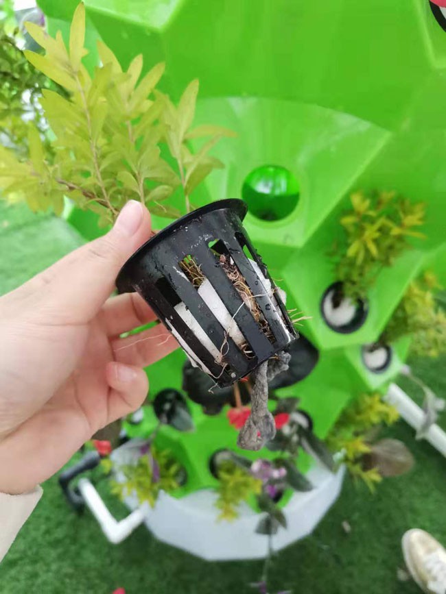 prevent greenhouse diseases