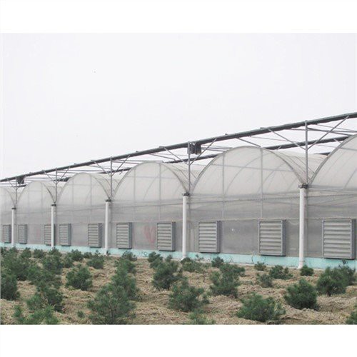 50 X 100 issiqxona plastik
